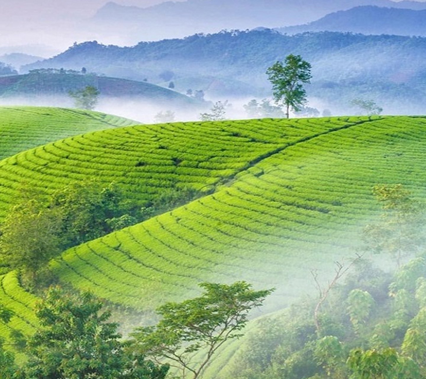 Chất lượng khởi nguồn từ những đồi trà tuyển chọn