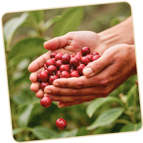 Quả cà phê